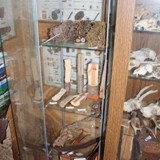 Vitrine mit Holzarten u Nestern