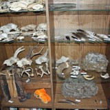 Vitrine mit Schaedeln Federn etc