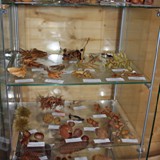 Vitrine mit Zapfen und Fruechten 1
