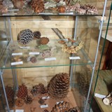 Vitrine mit Zapfen und Fruechten 2