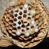 Wabe eines Hornissennestes 