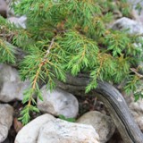 Wacholder im Pflanztrog 