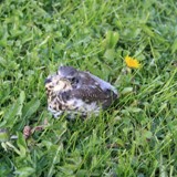 Wacholderdrossel jung 