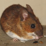 Waldmaus 