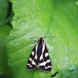 Wegrichaer Parasemia plantaginis