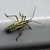 Weichwanze Stenodema laevigatum 