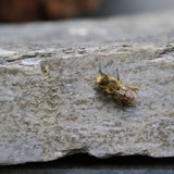 Wildbiene Osmia brevicornis 