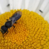Wildbiene Osmia truncorum auf Marg 