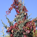 Wilder Wein an Bikolor 