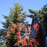 wilder Wein an Nordmanntanne 