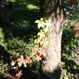 Wilder Wein an Schwarzfichte 