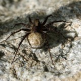 Wolfsspinne Pardosa lugubris 