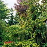 Zapfenfichte mit Maitrieben und Blutahorn