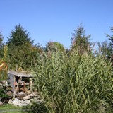 Zebragras am I hotel 