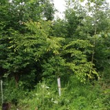 Zelkova serrata Zelkove 